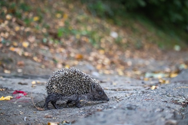 汪海健与黄政宇携手，岛鸟首发是伊万对球迷的承诺.